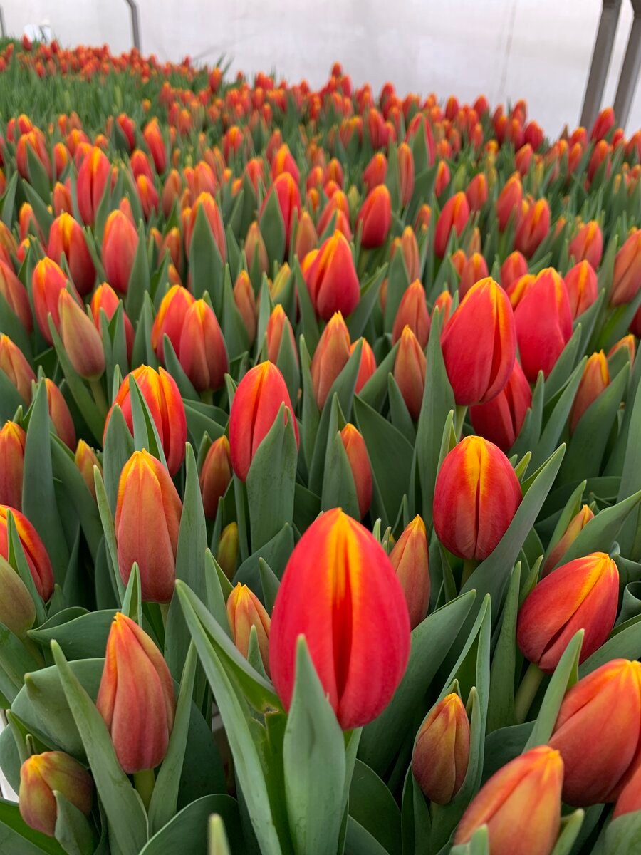 Готовые к срезке тюльпаны