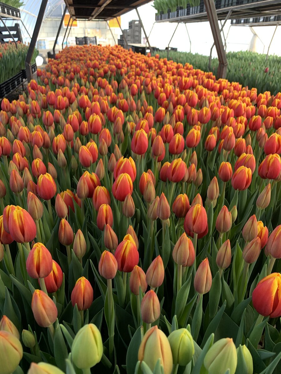 Тюльпаны в процессе роста