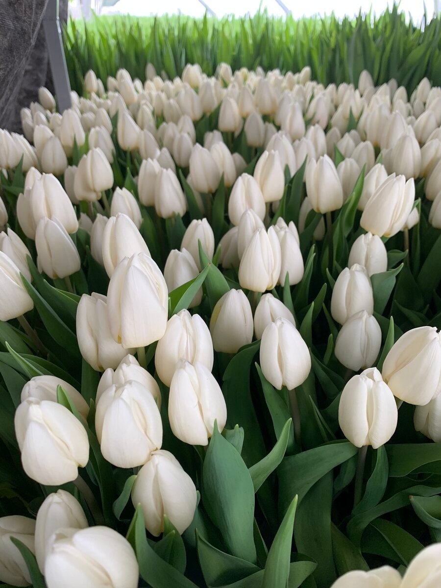 Белые тюльпаны